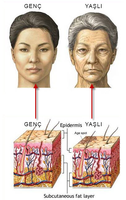 Deri Yaşlanması
