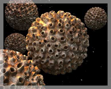 Human Papilloma Virüs Enfeksiyonu